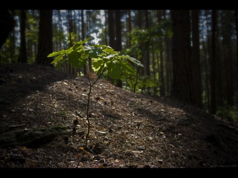 oak_sapling_warming_itself_in_the_morning_sun1